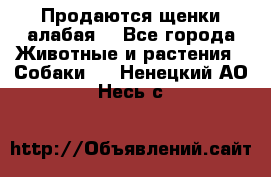 Продаются щенки алабая  - Все города Животные и растения » Собаки   . Ненецкий АО,Несь с.